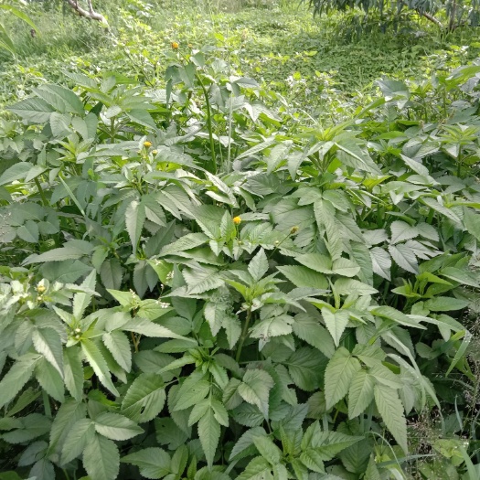 安宁市 鬼针草，质量很好，自己上门采收