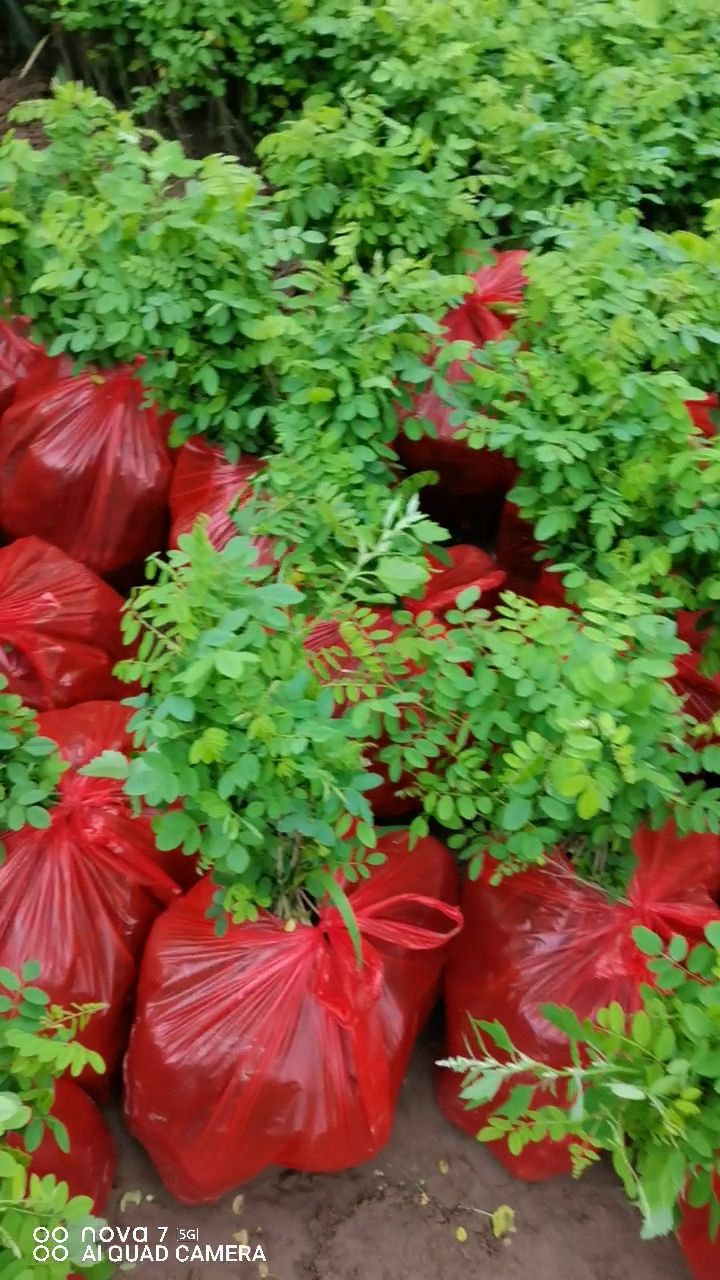 紫穗槐苗  大量供应紫穗槐营养杯苗，精品杯苗