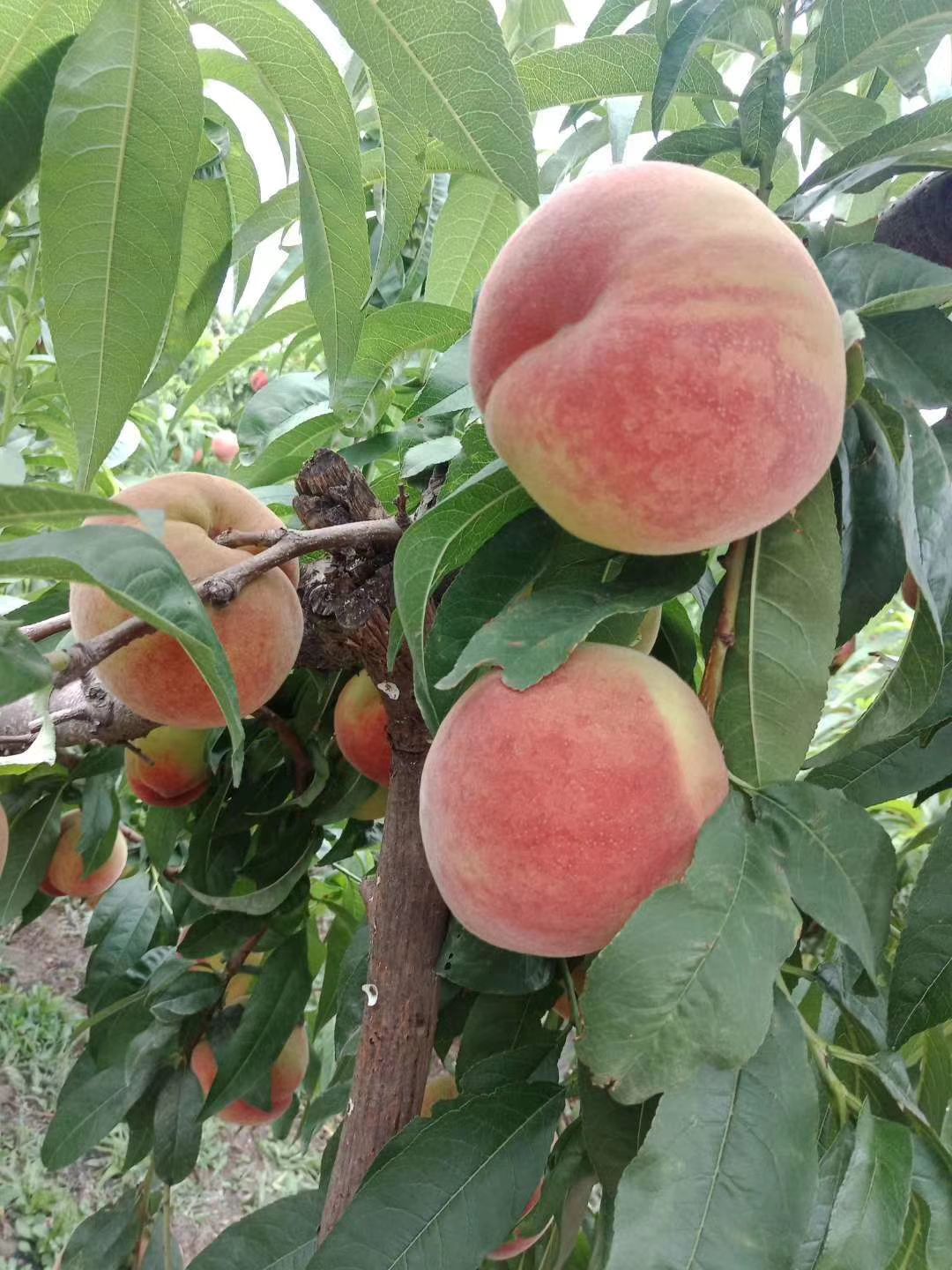红不软桃  山西临猗毛桃新生六号大量上市，