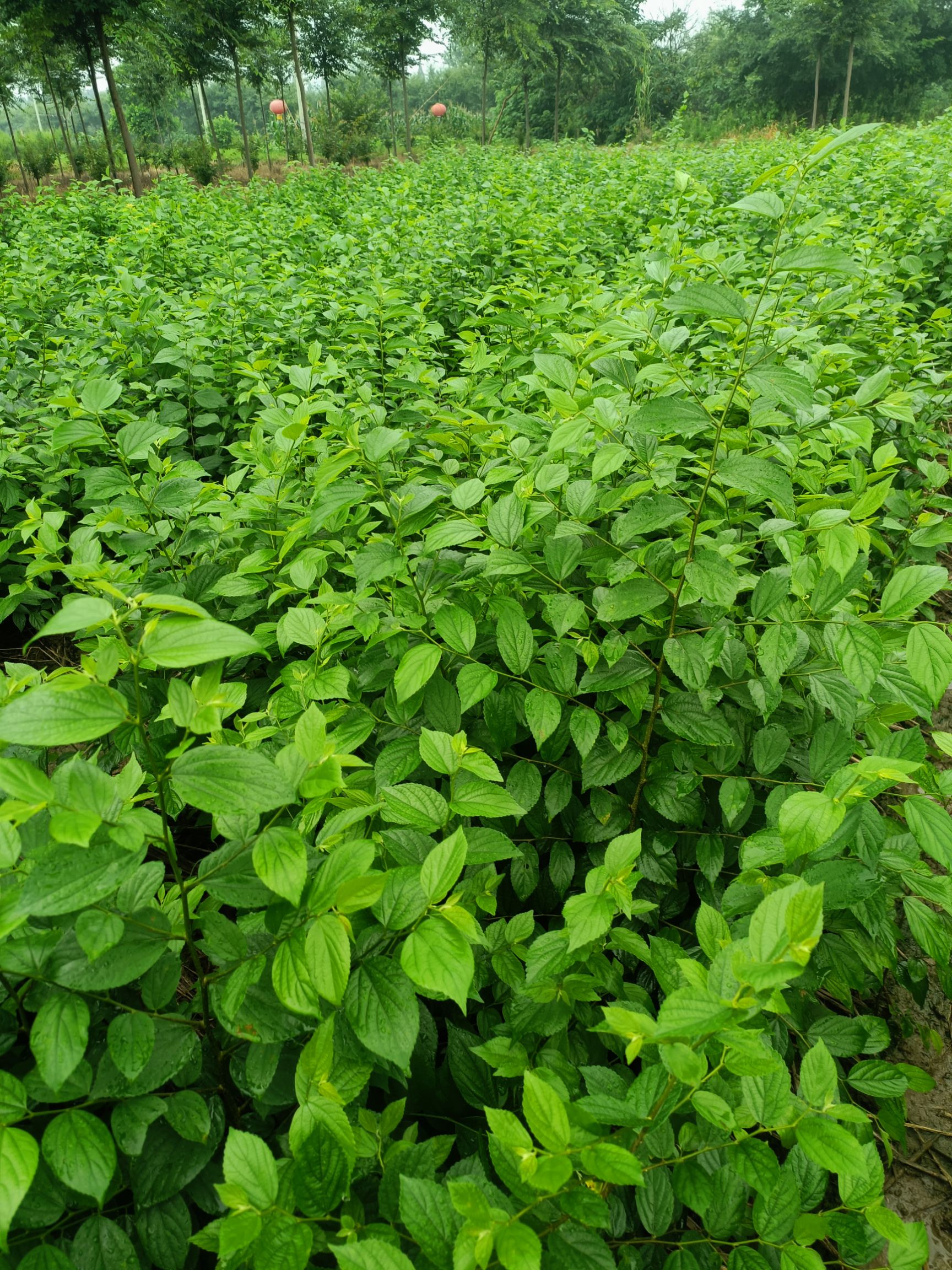 朴树苗，小叶朴树