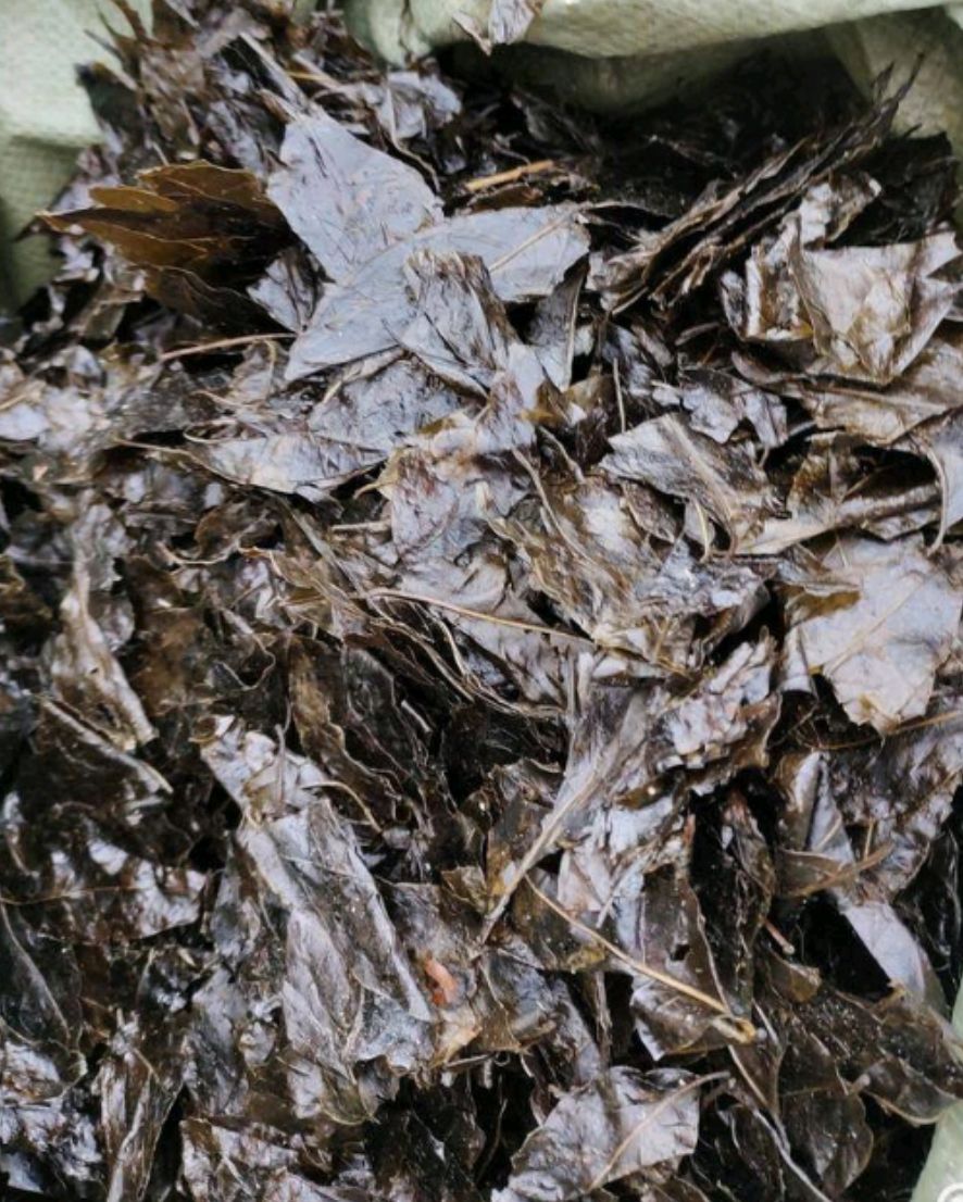 大山深处的苦丁茶  无污染 欢迎预订