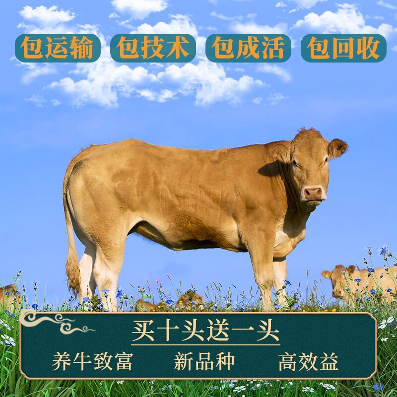 利木赞牛牛犊肉牛小牛西门塔尔小牛犊