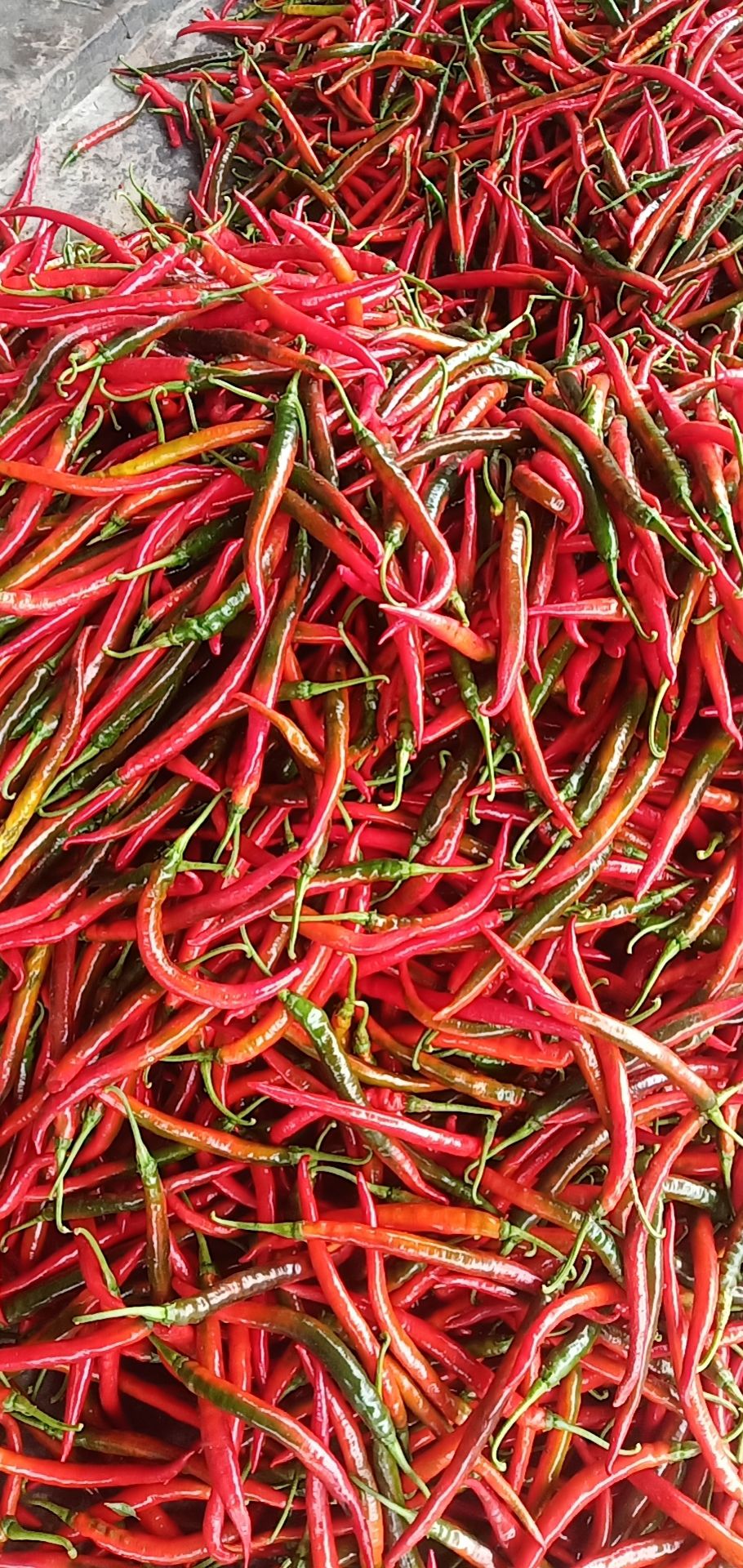 红泡椒 红辣椒