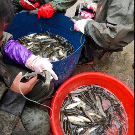 南宁各种快大鱼苗  各种快大型鱼苗  苗场供应打过针疫鱼苗，草鱼苗大头鱼苗，罗非