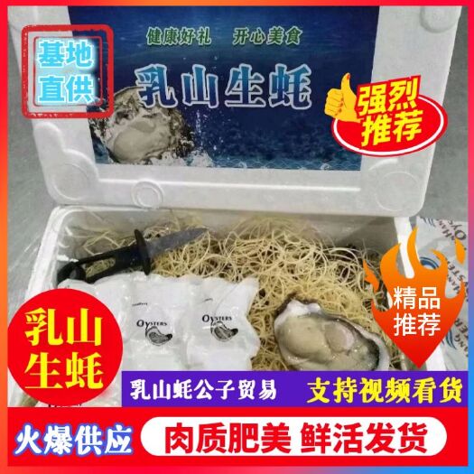 乳山市三倍体生蚝 特肥乳山生蚝，自有养殖基地和加工厂，九成肥以上