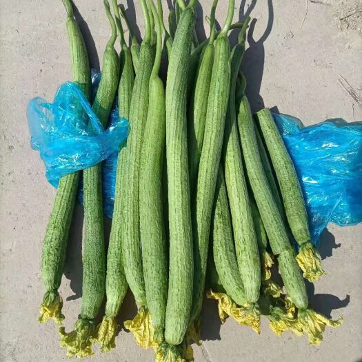 莘县 精品鲜花丝瓜