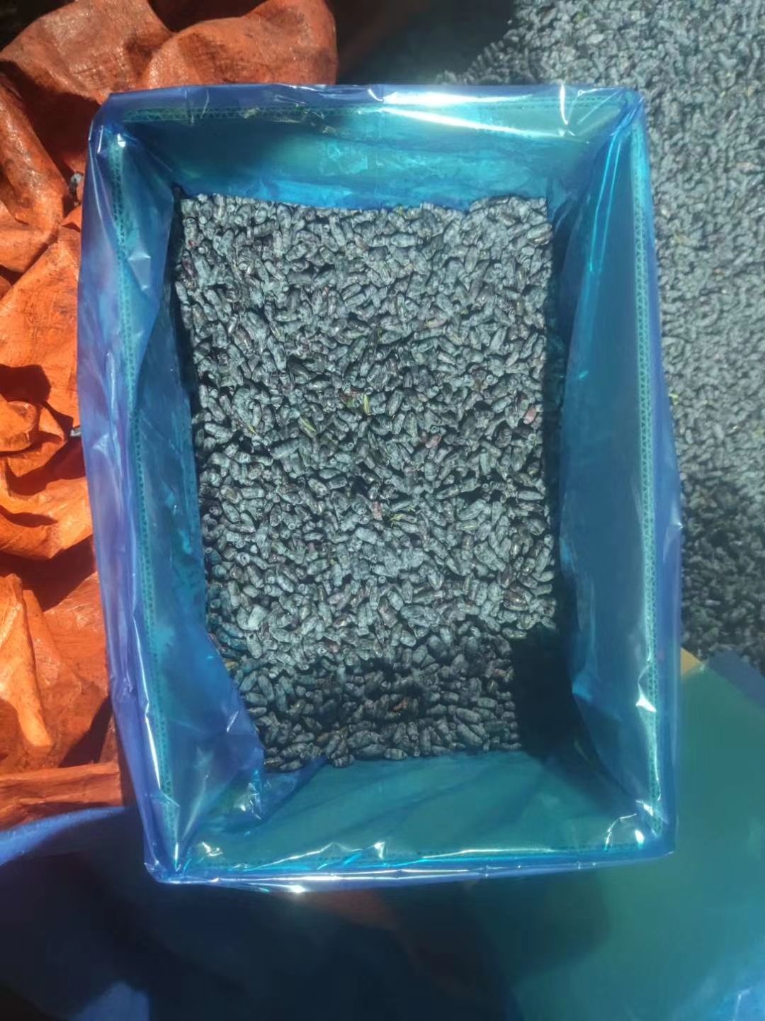  出售蓝靛果山茄子