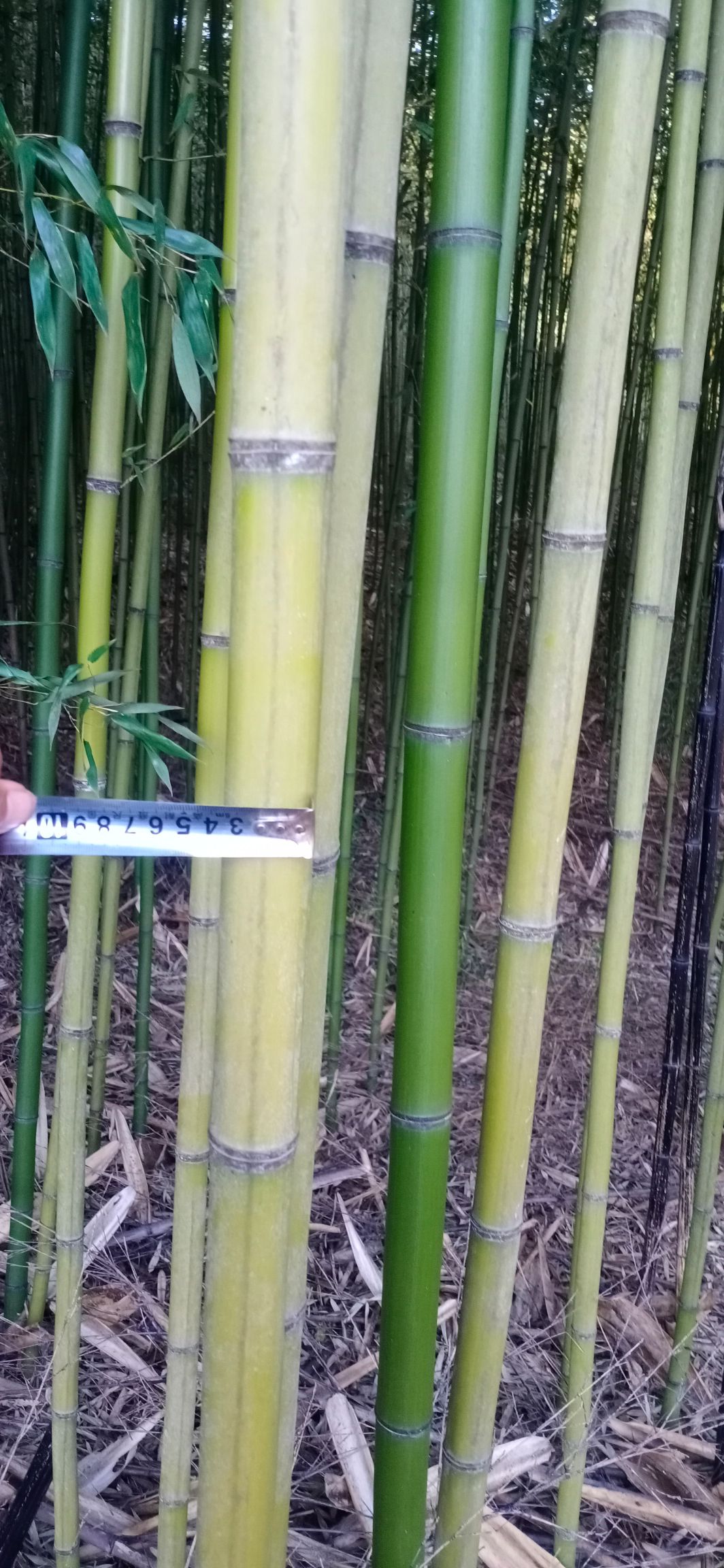 黄金竹“老品种”金竹，韧性好，竹纤维，硬度高，搭棚的！