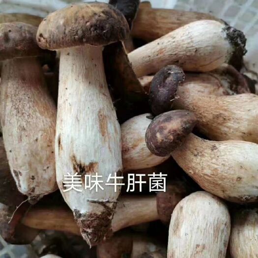南华县美味牛肝菌