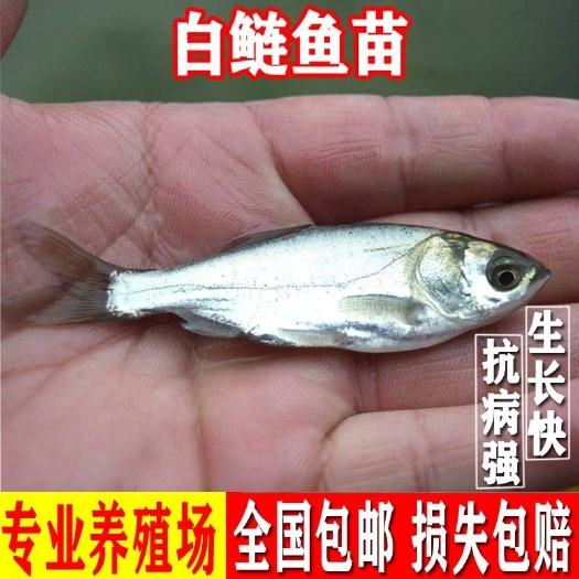 长沙白鲢鱼苗  现货白鲢水花苗量大论斤