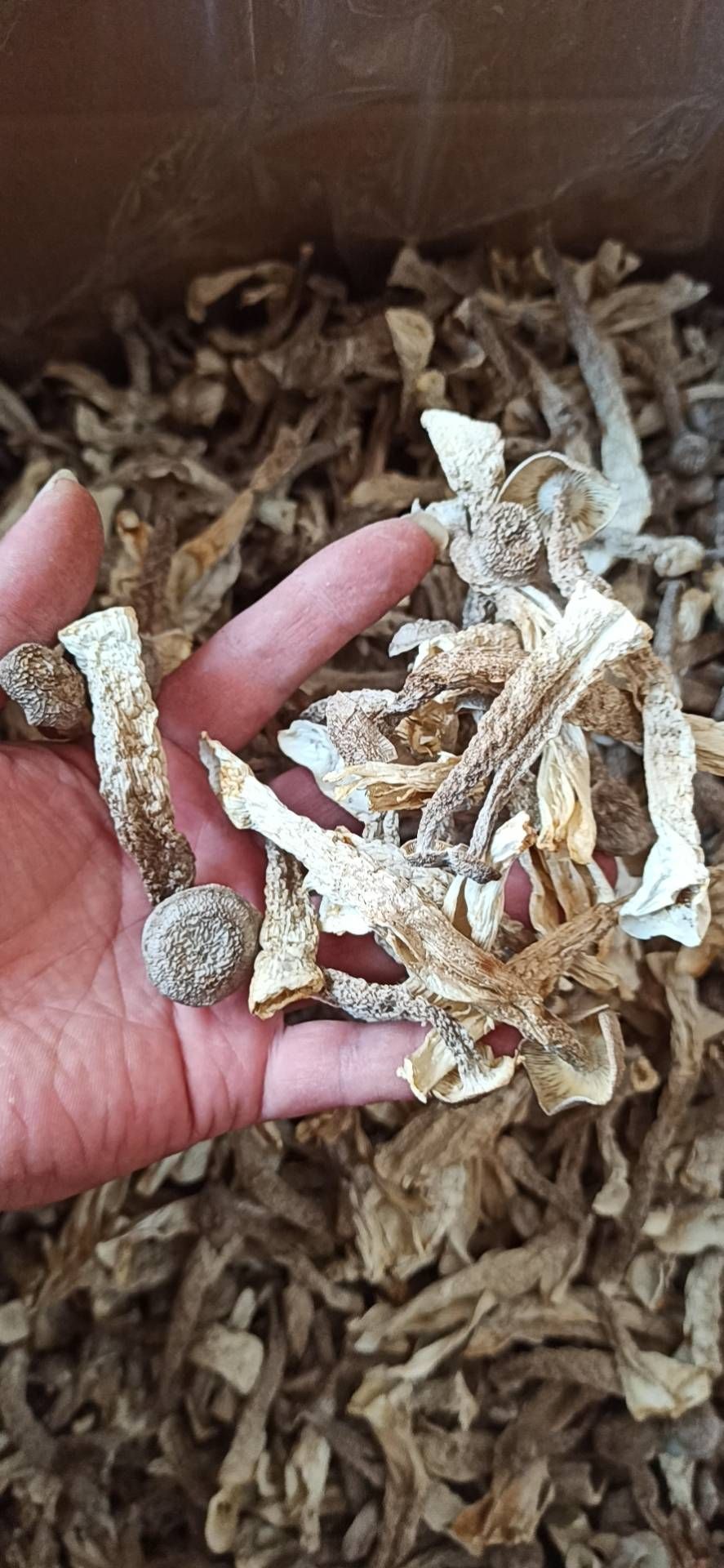 鹿茸菇，十斤一件起批发价，厂地直销一手货源支持一件代发