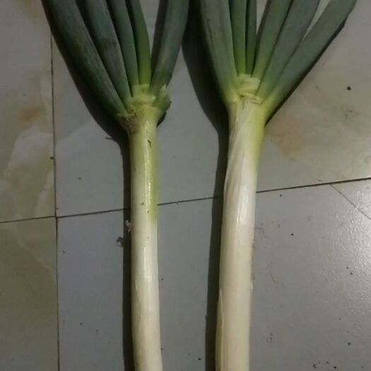 安顺 贵州大葱，长白大葱