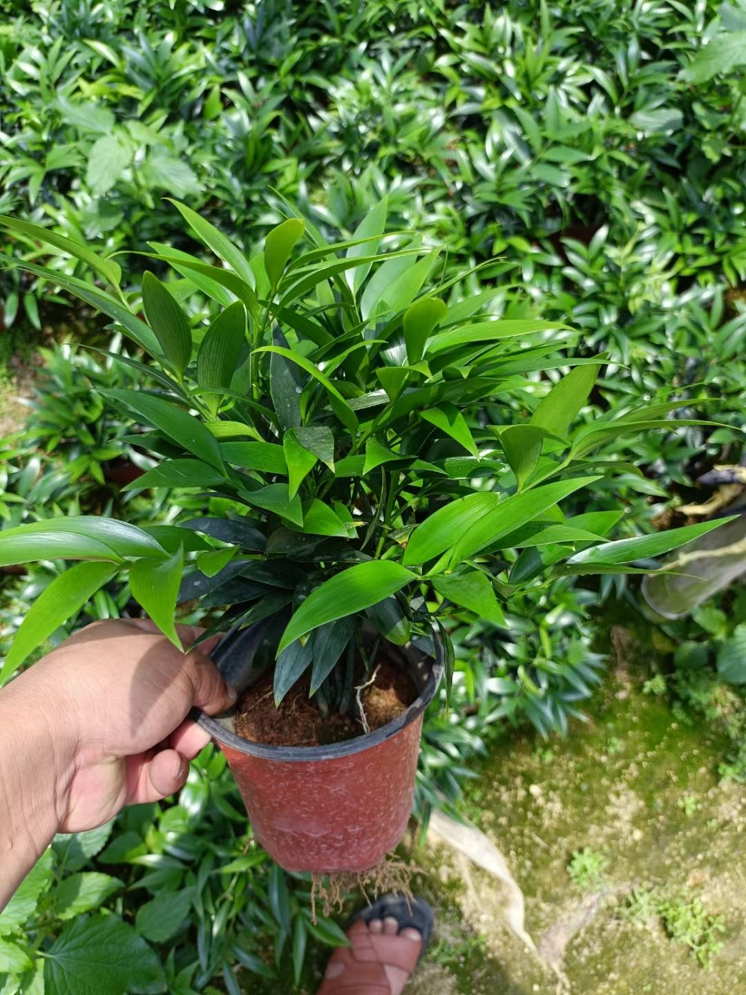 窄叶竹柏  精品竹柏盆栽驱蚊竹盆栽长寿竹盆栽鸿运花卉产地直销