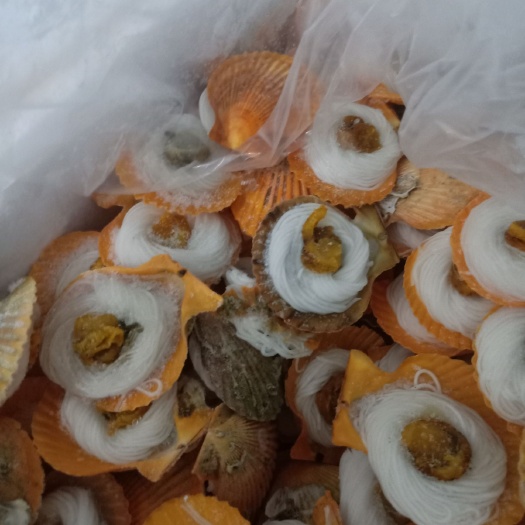 佛山黄金贝  厂家直销扇贝  粉丝扇贝  粉丝黄贝200只/箱