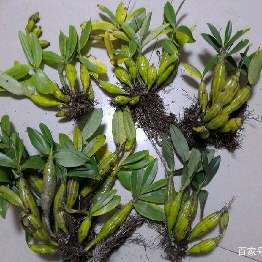 泸西县石斛  鼓槌苗