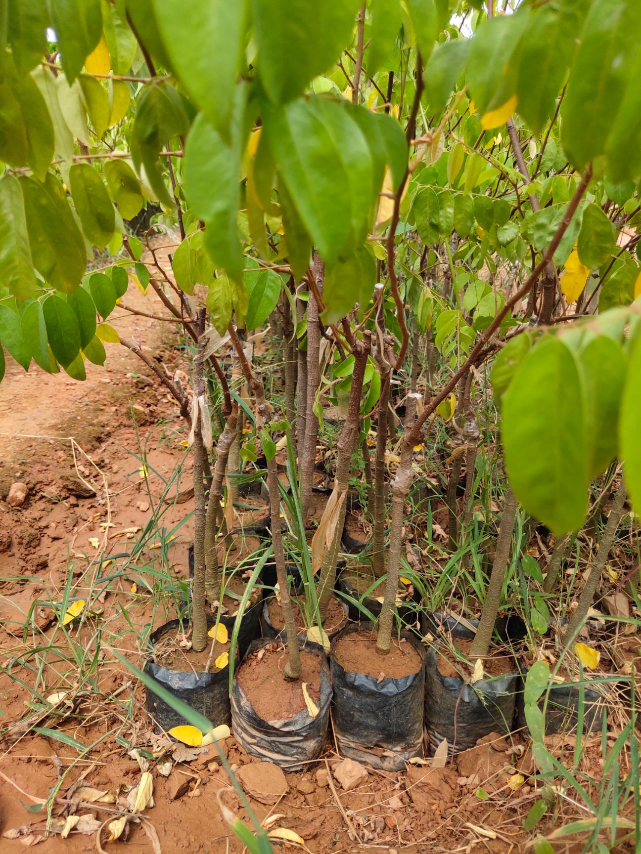 甜杨桃树  杨桃苗