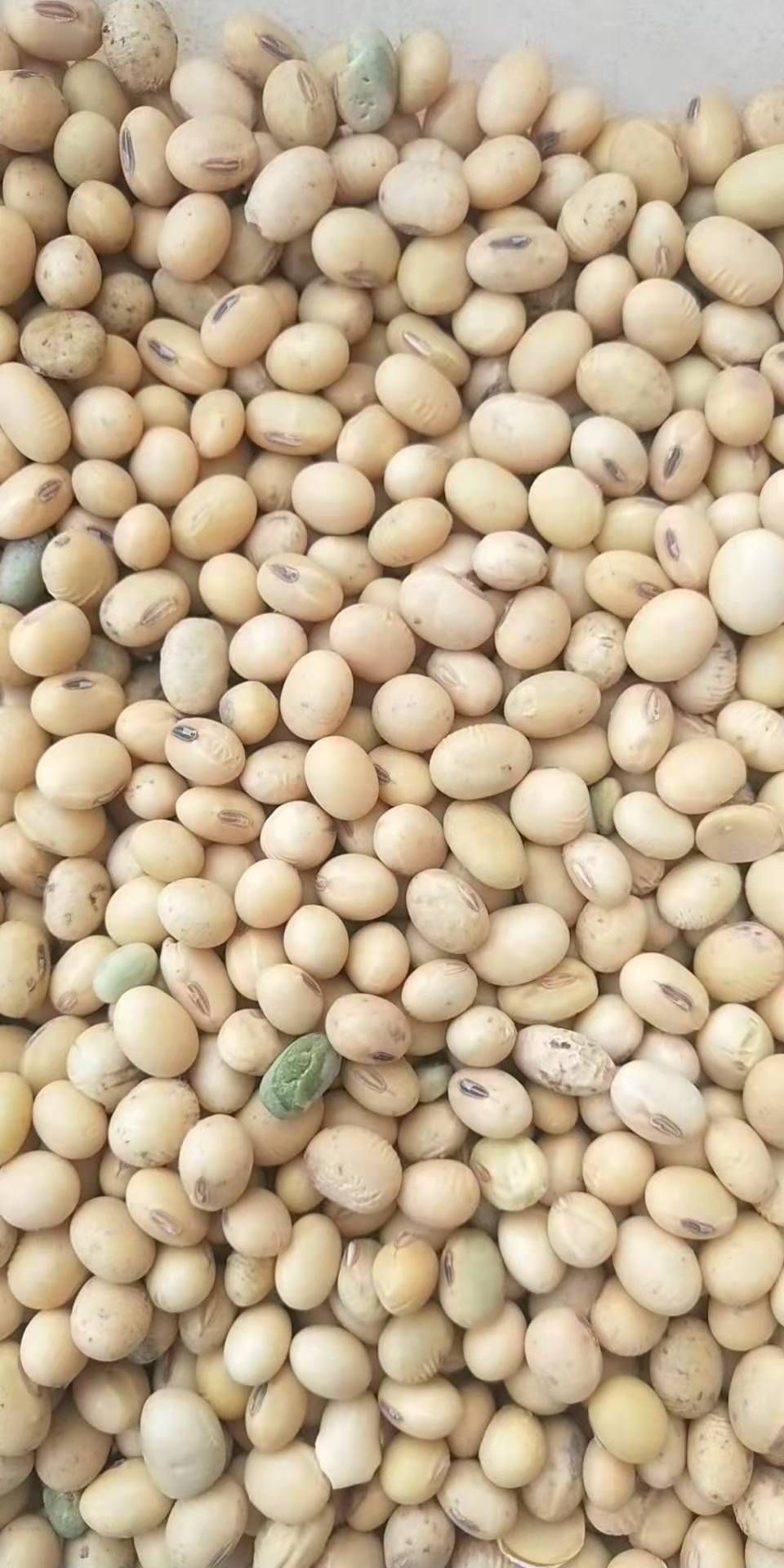 黄大豆  美湾 乌拉圭一级新豆净粮各种大豆 榨油豆 养殖饲料