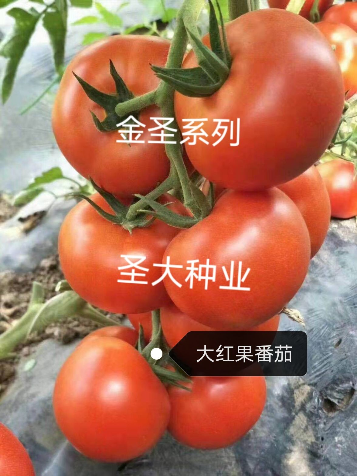 硬粉番茄苗  嫁接种苗  嫁接大红番茄苗 嫁接硬粉番茄苗