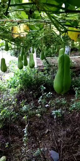 来自云南大山深出的佛手瓜，自产自销，货源充足，看上的老板联系