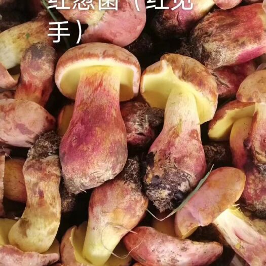 南华县 见手青红葱菌