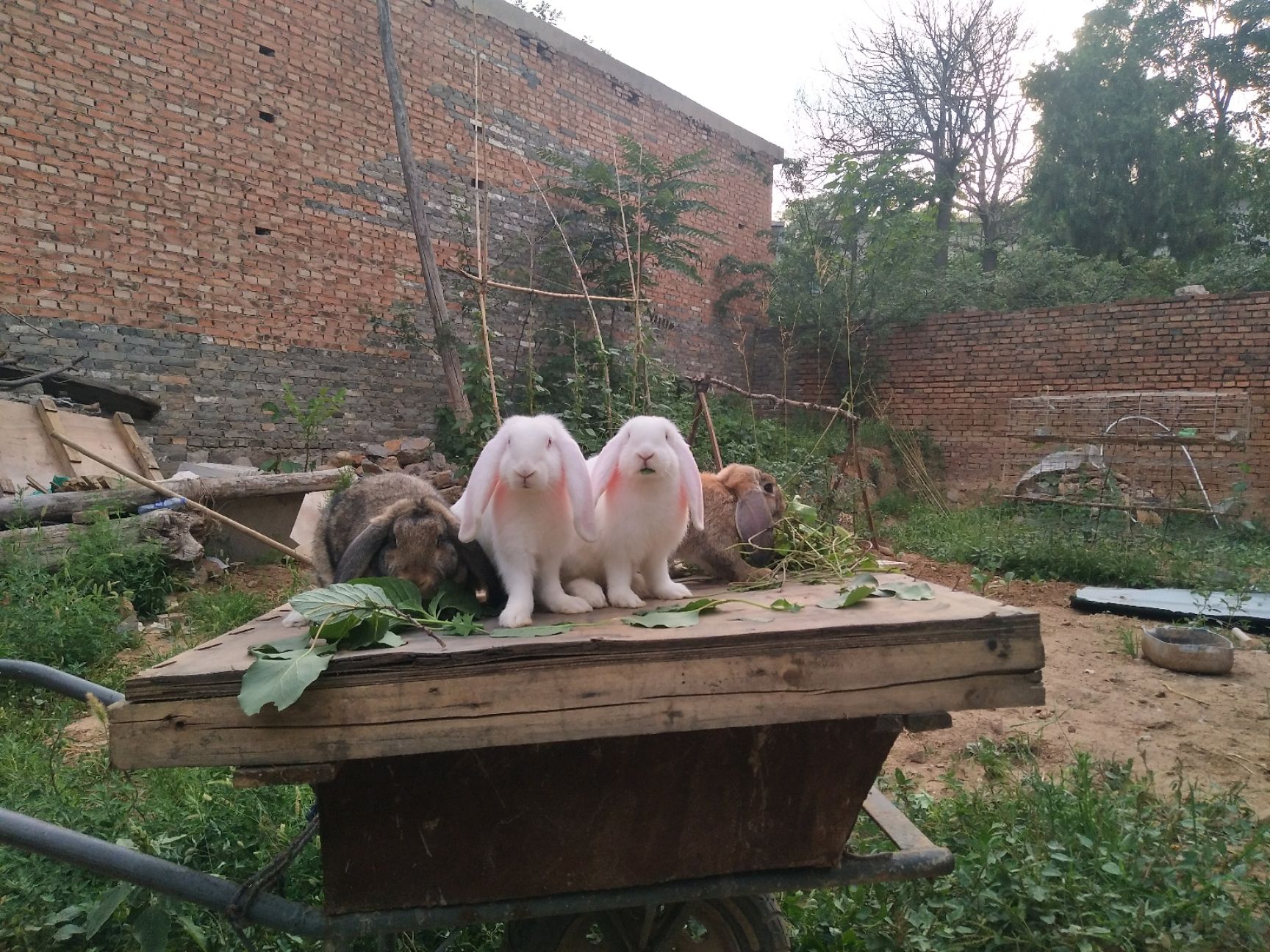 公羊兔 5斤以上