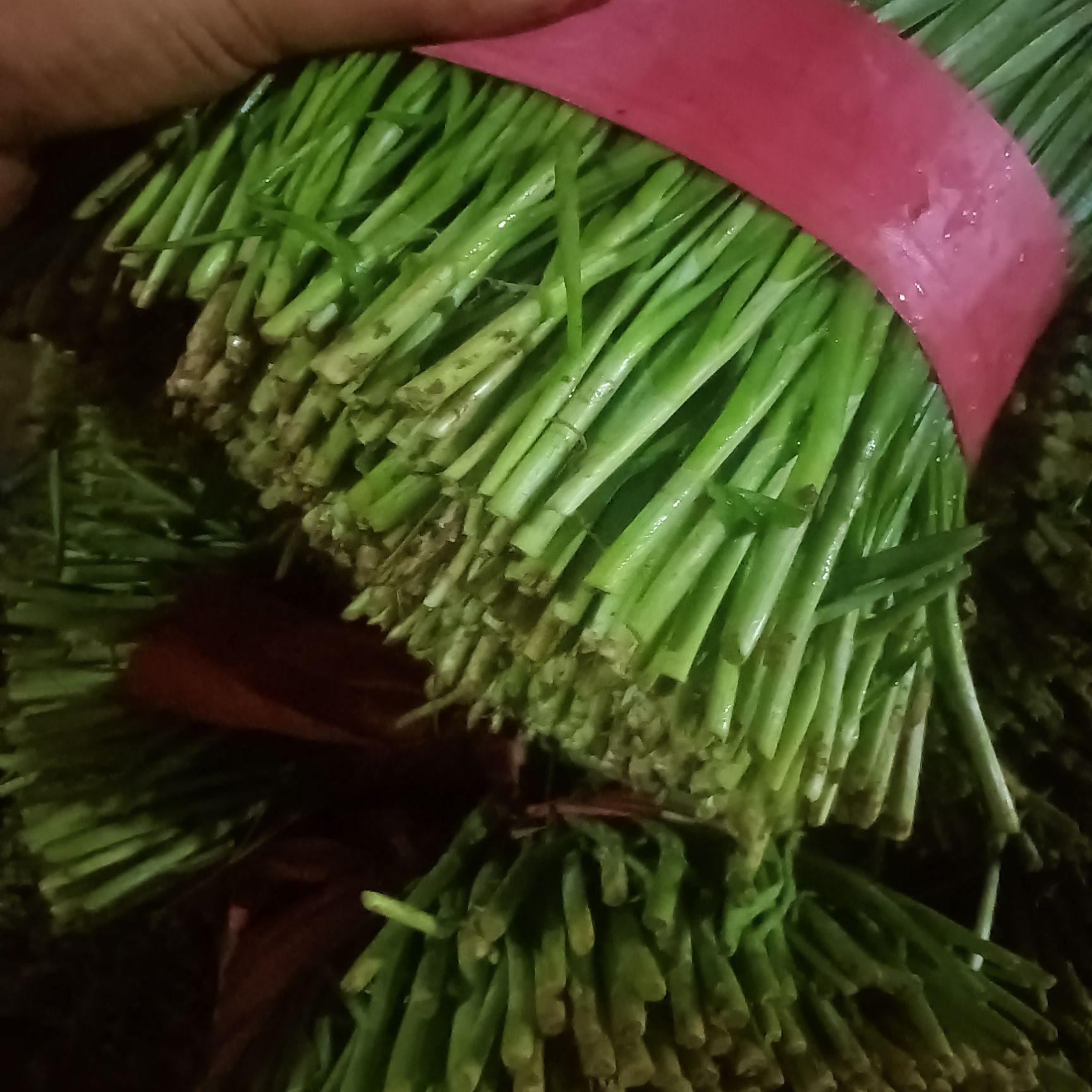 韭菜精品通货