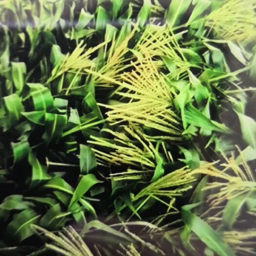 宾阳县 玉米秸秆