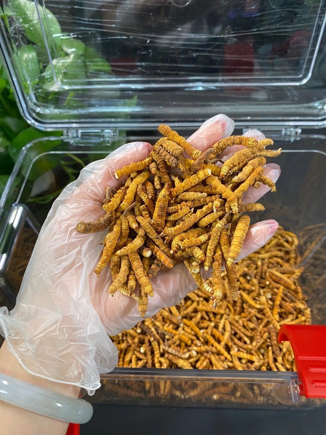 冬虫夏草 【名称】青海纯肉节实拍价格:50克2400元.1斤22000