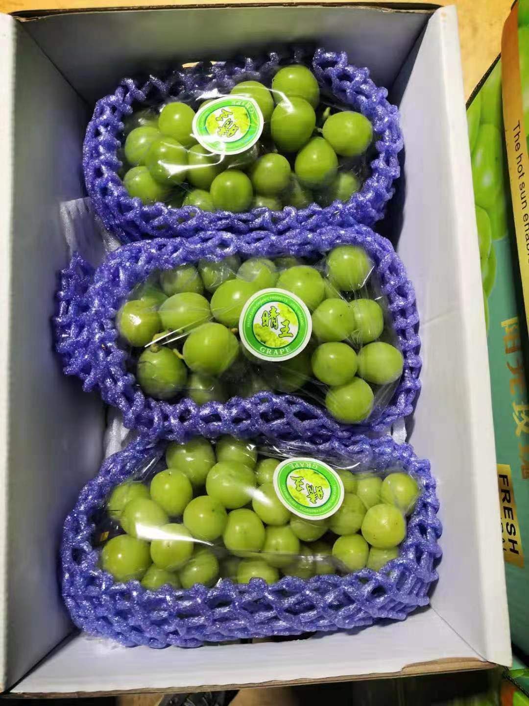 阳光玫瑰湖北葡萄  产地直销  欢迎客商洽谈