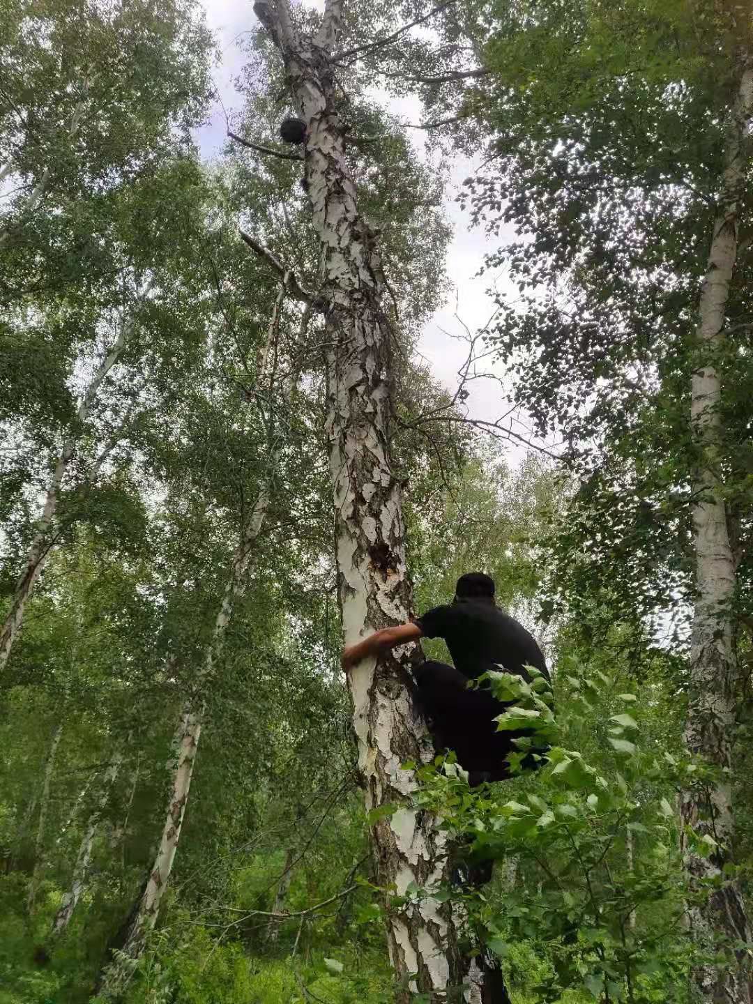 木灵芝  现采现卖天然桦菌芝   货源地直供