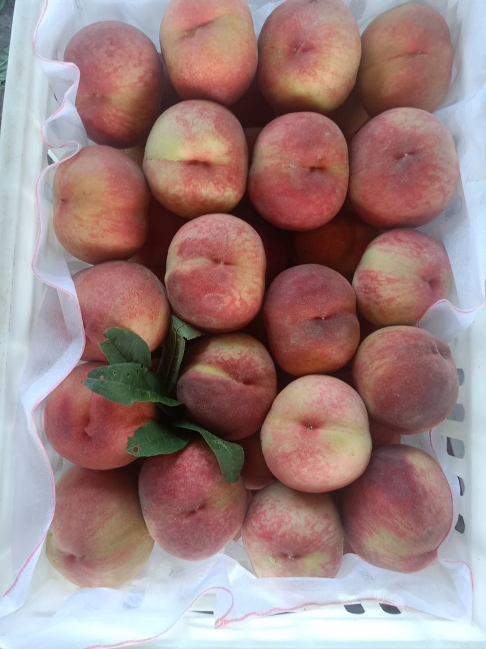 仓方早生桃  山东陆地毛桃大红袍早生大量上市