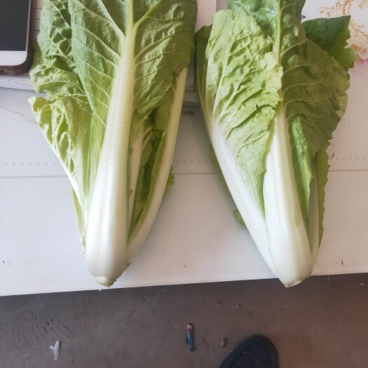 曹县 精品上海青。杭白菜。清邦绿叶。有需要的客户请与我联系。