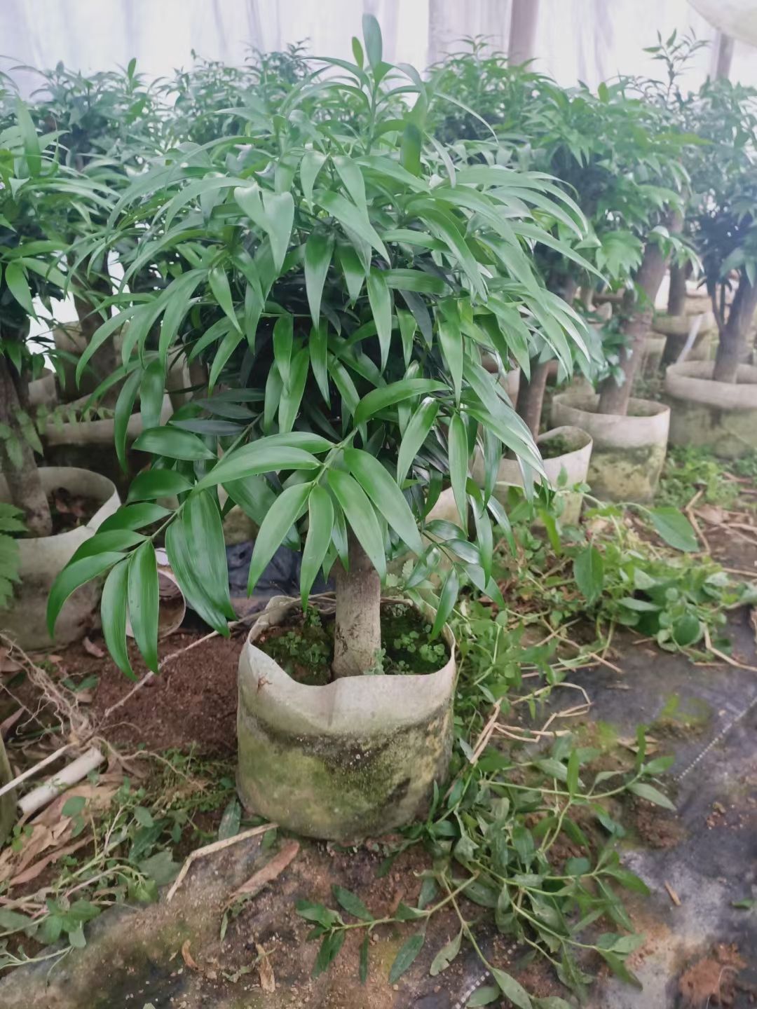 竹柏盆栽圆叶尖叶防驱蚊虫草清香型植物大办公室内好养客厅小绿植