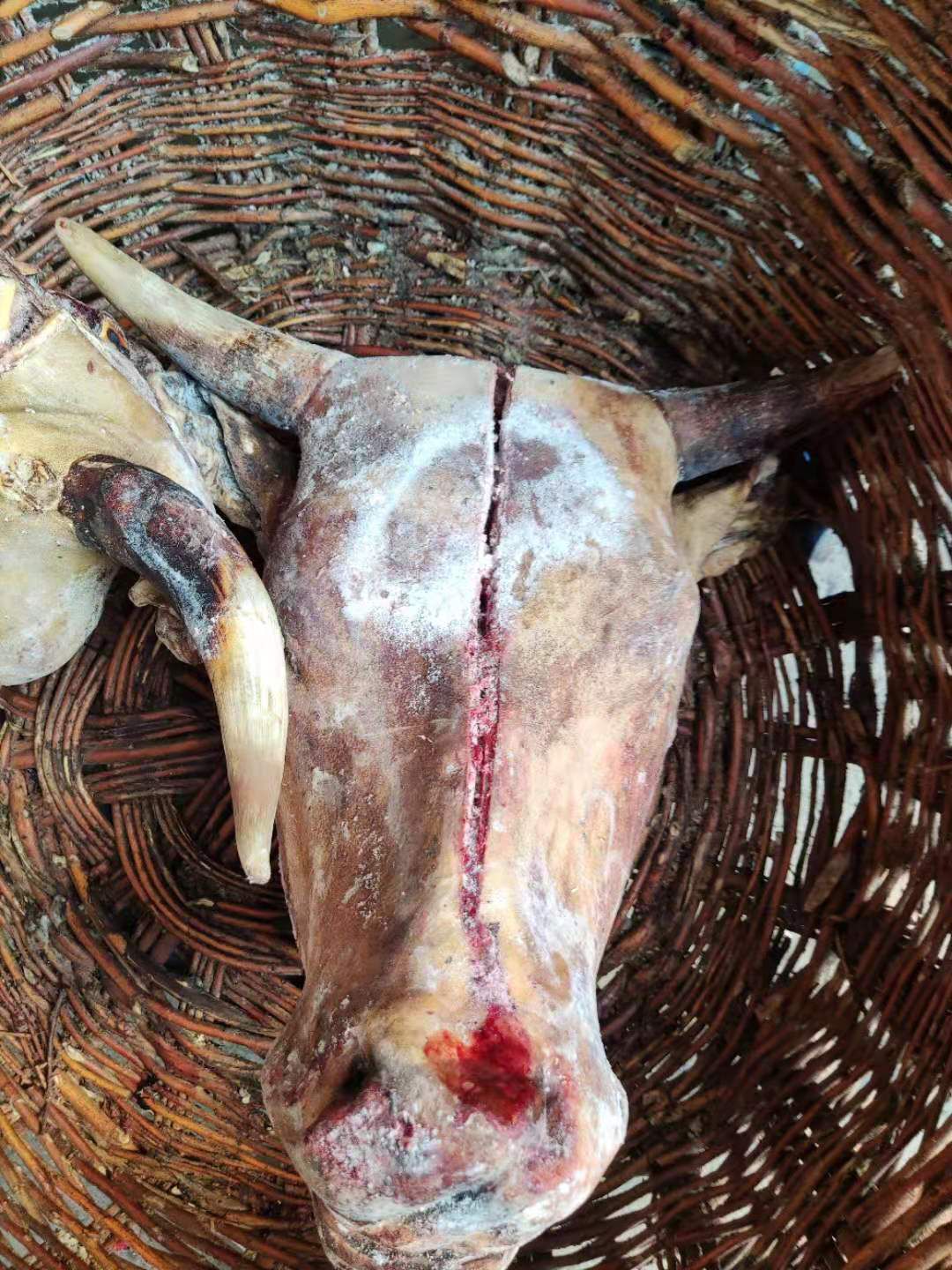 火烧毛牛头，牛头宴专用