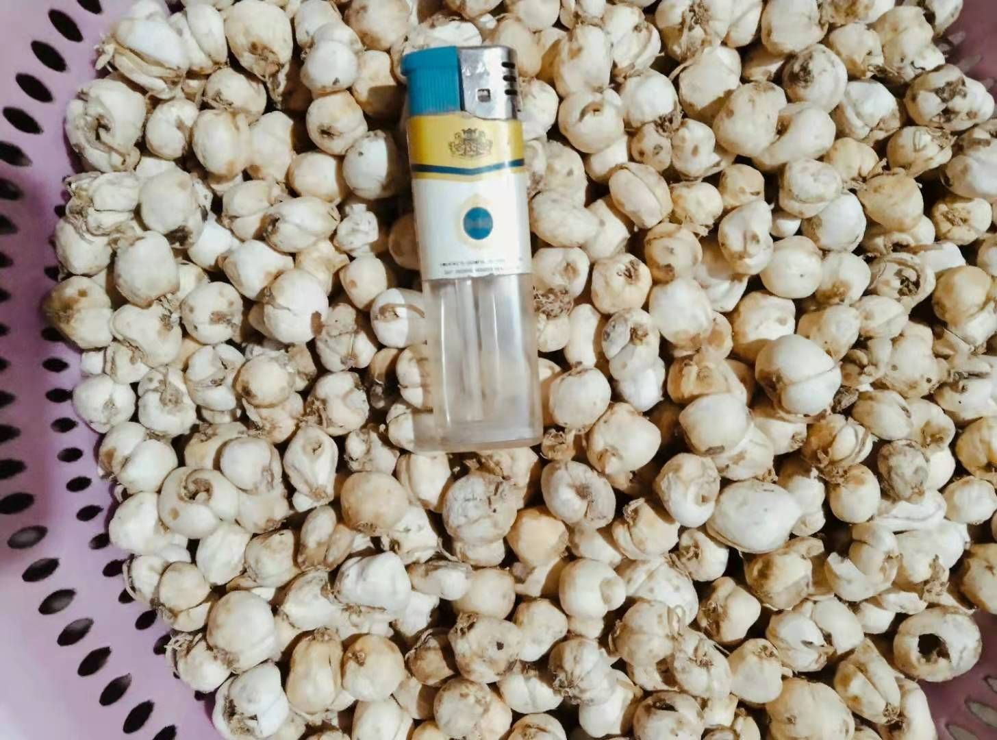 伊贝母  新疆