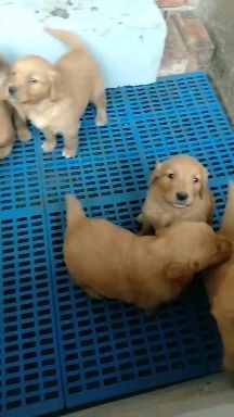 兰州金毛犬  金毛幼犬