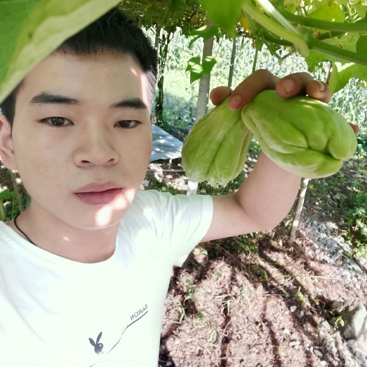 惠水县优质佛手瓜大量上市，基地直供，现摘现发，可来基地洽谈