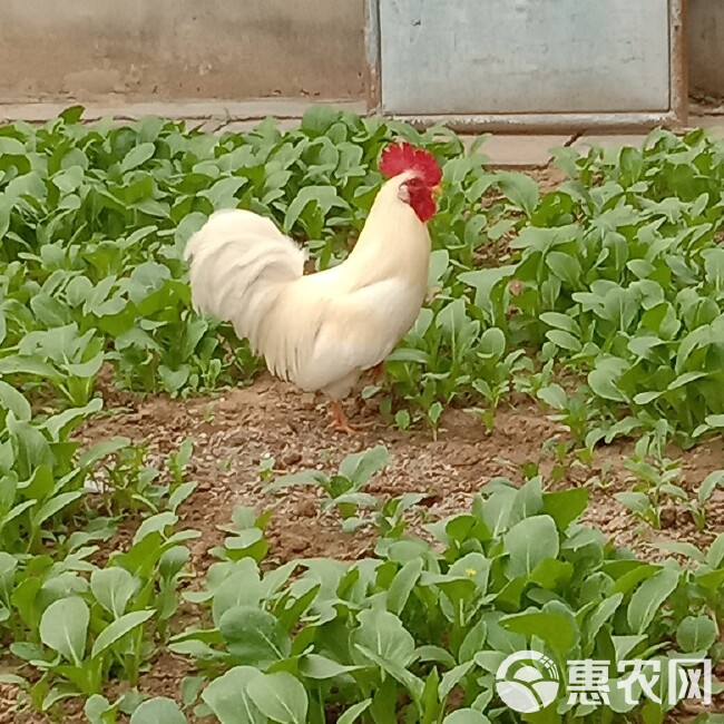 五黑鸡  大红公鸡苗，芦花鸡，良凤花，麻鸡，土二，红玉海南公，黄花鸡苗