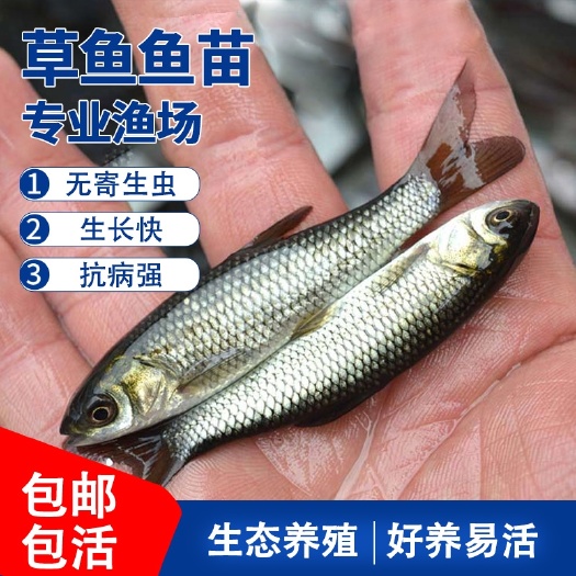 长沙草鱼苗草鱼水花苗【包打疫苗】【包运输成活】提供技术指导