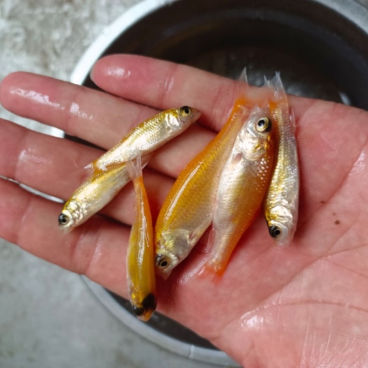 南宁俄罗斯金丝鲩鱼苗  俄罗斯金草鱼苗, 金丝草鱼苗 ,淡水养殖