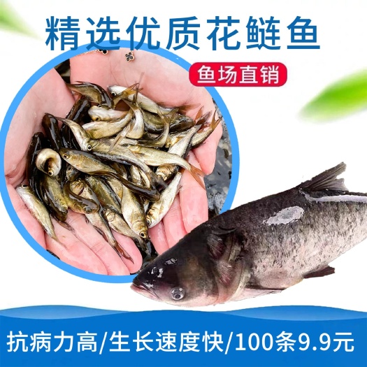 长沙大头鱼鱼苗  现货大头水花苗花鲢水花大头鱼苗花鲢鱼苗【路损包