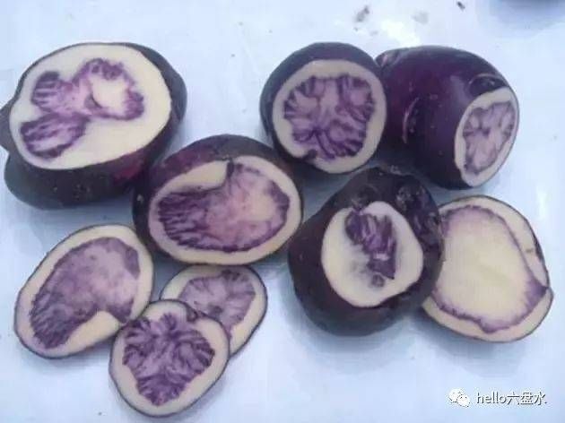威宁县贵州高原转心乌土豆