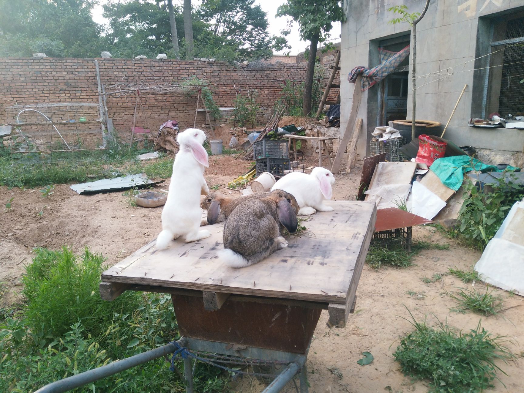 公羊兔 5斤以上