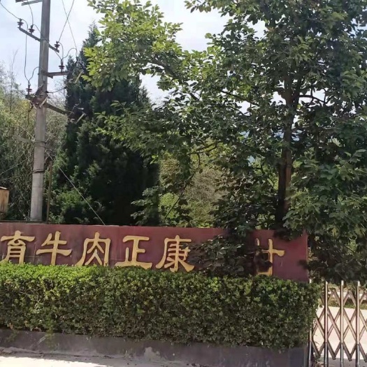 成县肉牛 本公司常年出售育肥牛