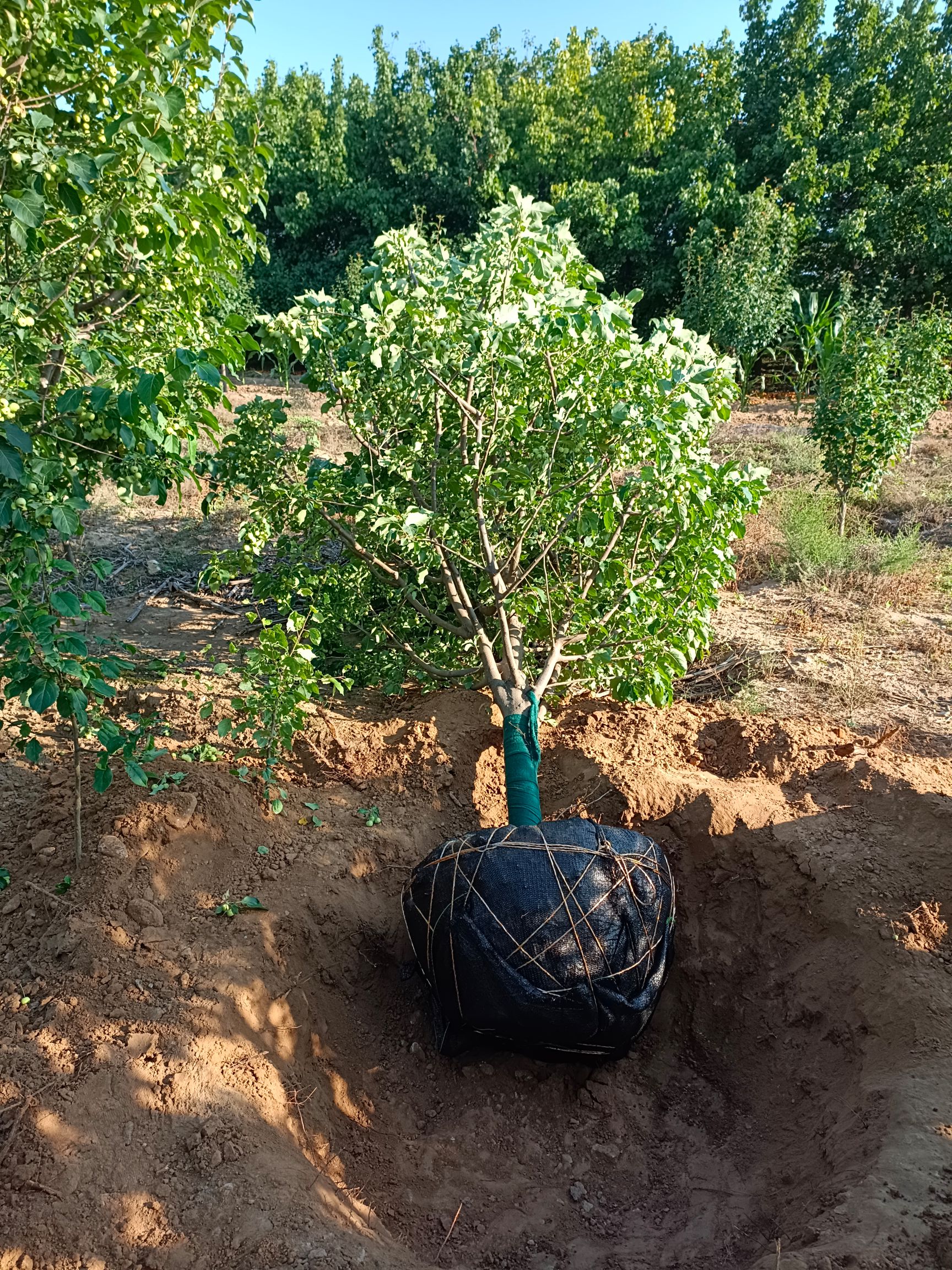 八棱海棠幸福吉祥树
