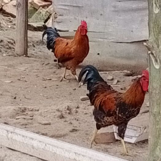 荆门自己散养土鸡