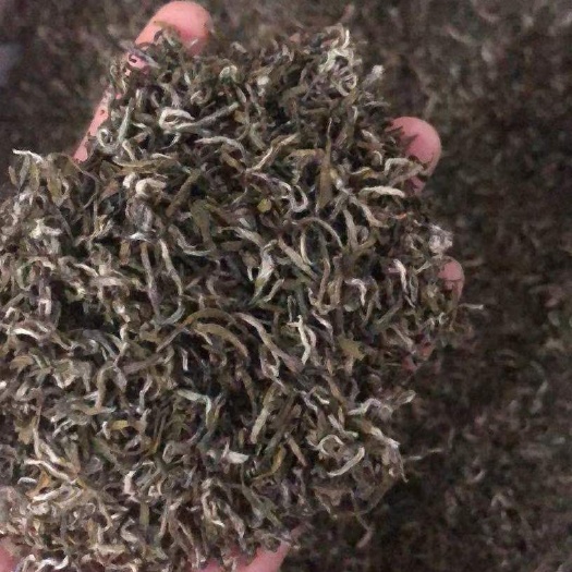 湄潭县单芽毛尖茶