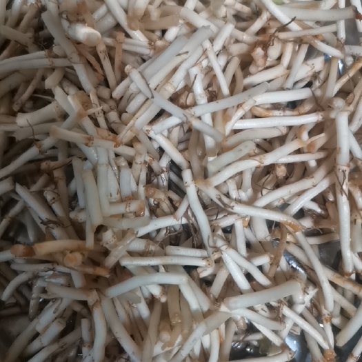 安顺鱼腥草