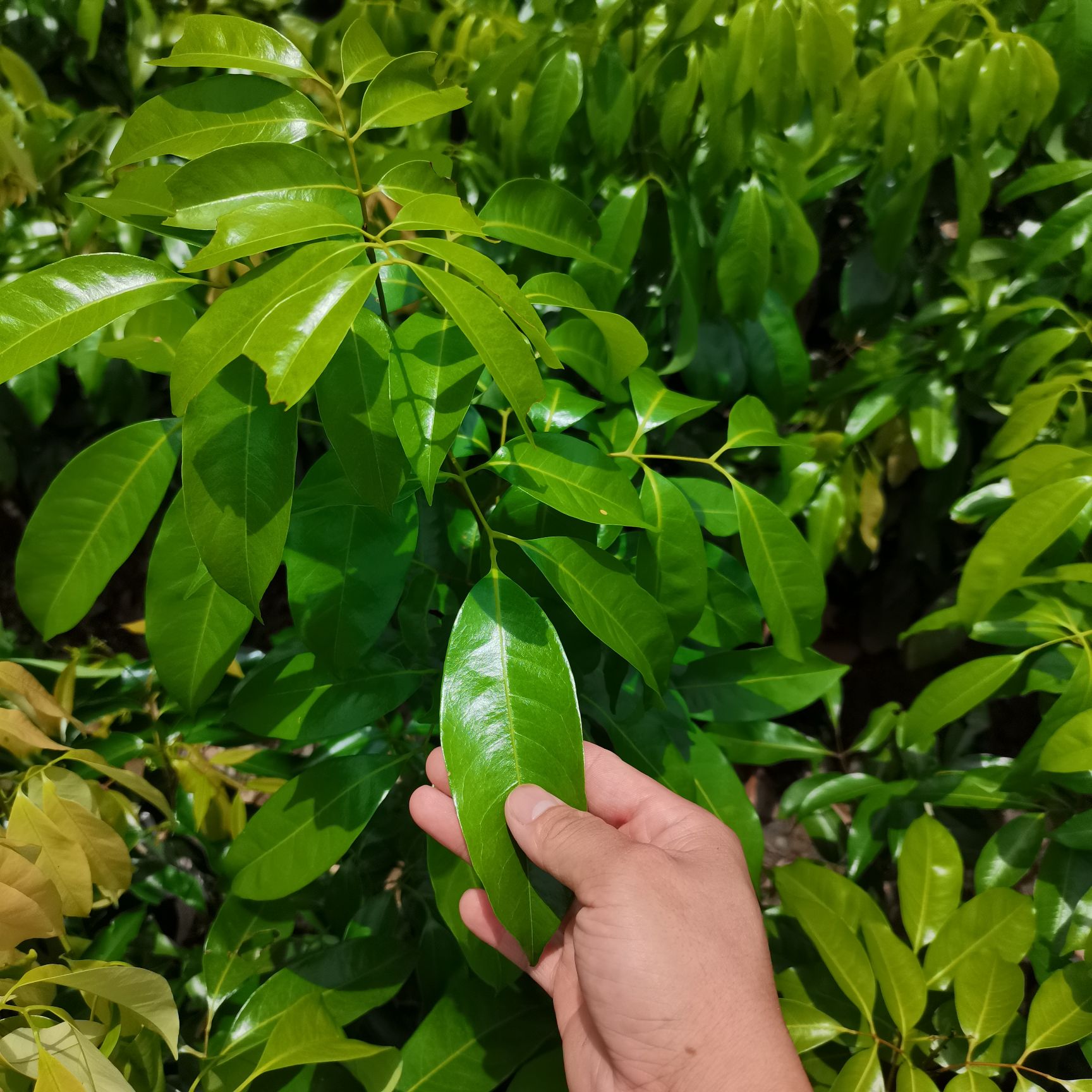 荔枝苗冰荔苗新品种正品嫁接苗带土带叶发货庭院阳台盆栽种植包邮