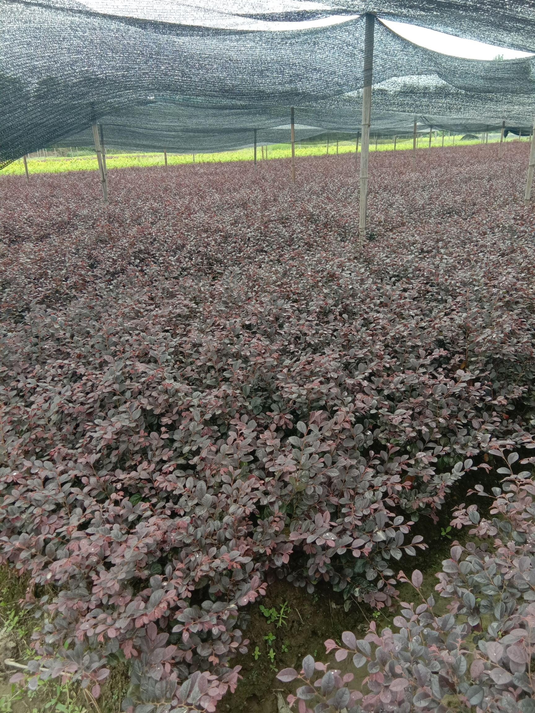 黑珍珠红继木  红继木